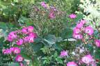 Pookah rose photo