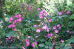 Pookah rose photo