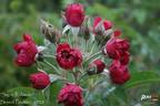 Signe Relander rose photo