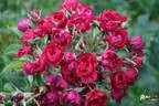 Signe Relander rose photo