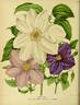 Madame van Houtte clematis photo