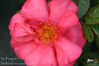 So Pretty rose photo