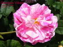 Georges Vibert rose photo