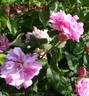 Georges Vibert rose photo