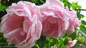 Alida Lovett rose photo