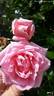 Alida Lovett rose photo