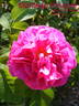Manteau Pourpre rose photo