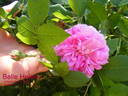Belle Hélène rose photo