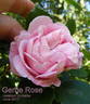 Gerbe Rose rose photo