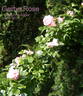 Gerbe Rose rose photo