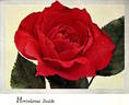 Hortulanus Budde rose photo