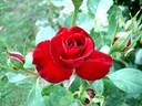 Niccolo Paganini rose photo