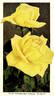 Constance rose photo