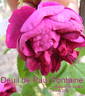 Deuil de Paul Fontaine rose photo