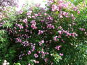Louis mon ami rose photo