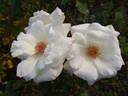Mount Shasta rose photo