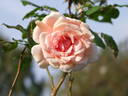 The Alexandra rose photo