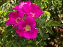 Wild Berry Breeze ™ rose photo