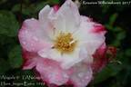 Abigaile ® rose photo