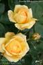 Bella Renaissance rose photo