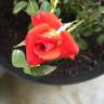 Starina ® rose photo