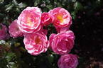 Summer Passion rose photo