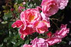 Summer Passion rose photo