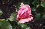 Kirkcaldie rose photo