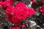 Cordula ® rose photo