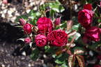 MATtzac rose photo