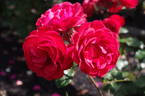 Everlasting Love rose photo