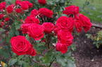 Everlasting Love rose photo