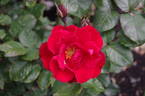 Ponderosa ® rose photo
