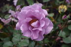 Ripples rose photo