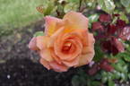 City of Auckland rose photo