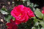 Korona rose photo