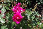 Hot Pants rose photo