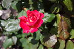 Tiger rose photo