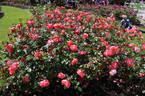 Sun Rose rose photo