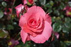 Sun Rose rose photo
