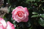 Mary's Love rose photo