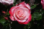 Mary's Love rose photo