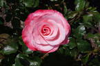 Mary's Love rose photo