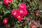 Charming Cover ® rose photo