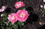 Céline Delbard ® rose photo