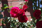 Red Sox rose photo