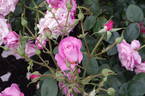 My Girl rose photo