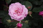 My Girl rose photo