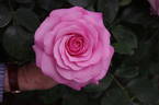 My Girl rose photo