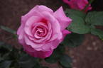 My Girl rose photo